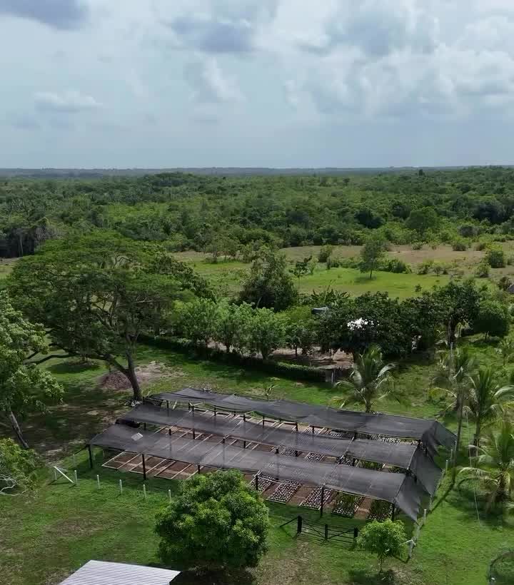 Vista aérea de una finca con vivero de coco