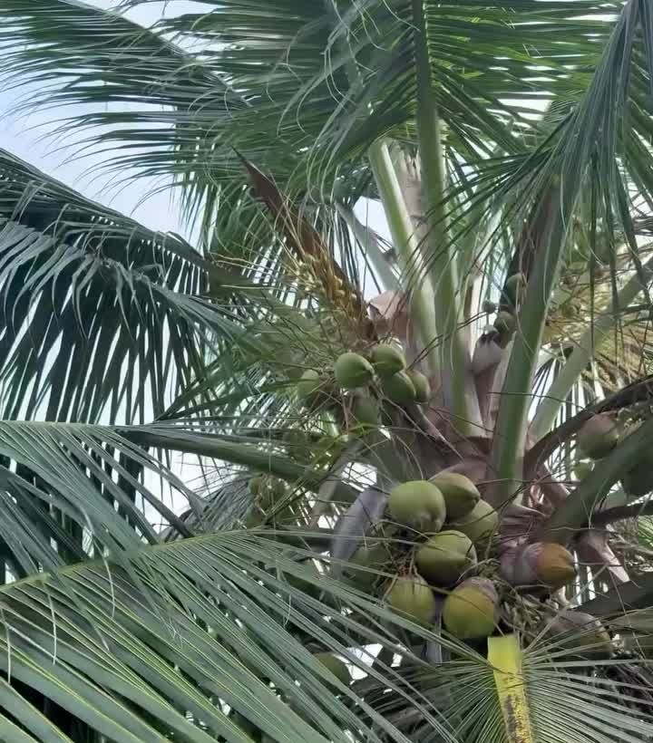 Palma de coco con frutos