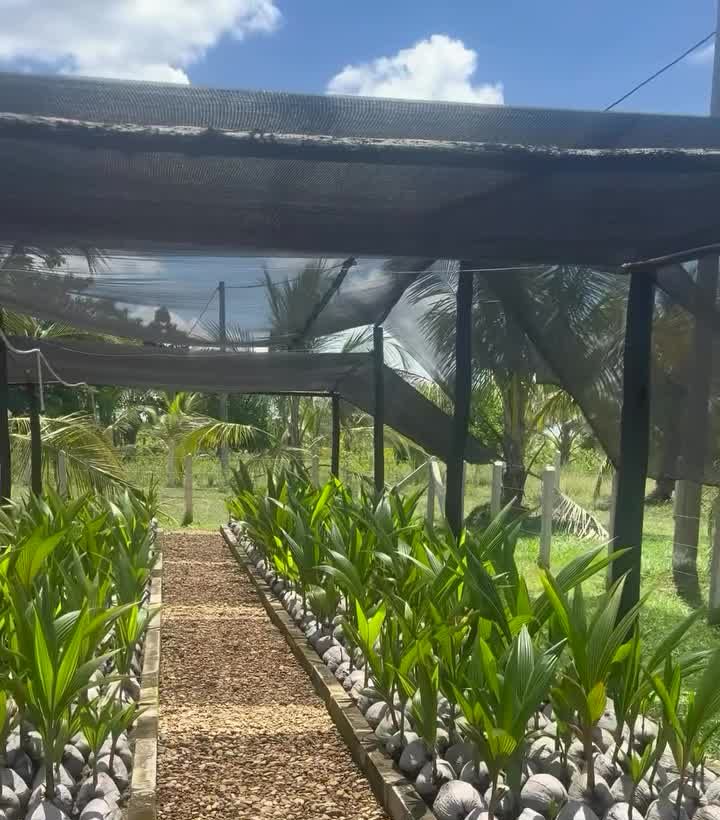 Vivero de coco bajo polisombra con plántulas en hileras